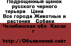 Подрощенный щенок русского черного терьера › Цена ­ 35 000 - Все города Животные и растения » Собаки   . Челябинская обл.,Касли г.